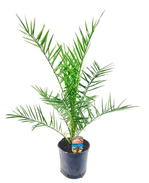 Phoenix canariensis