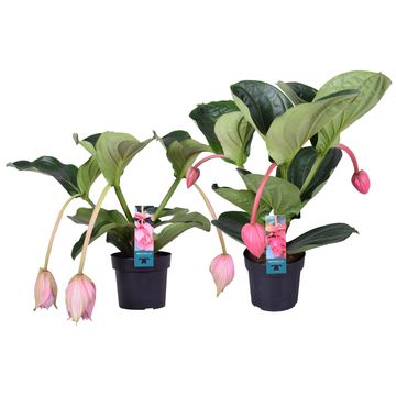 Medinilla MIX