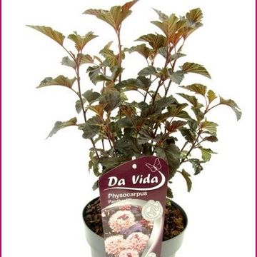 Physocarpus opulifolius PANTHER