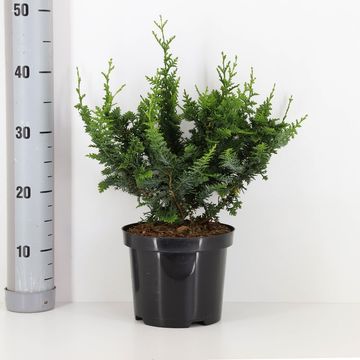 Chamaecyparis pisifera 'Teddy Bear'