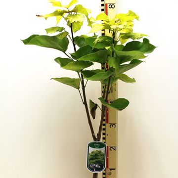 Catalpa bignonioides 'Aurea'