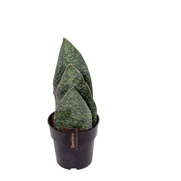 Sansevieria BIG LEAVES GREEN