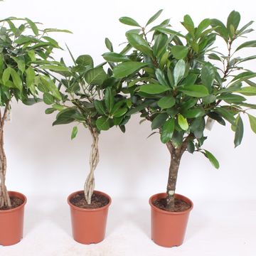 Ficus MIX