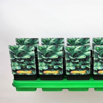 Hosta 'Kiwi Full Monty'