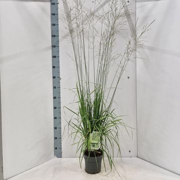 Molinia arundinacea 'Transparent'