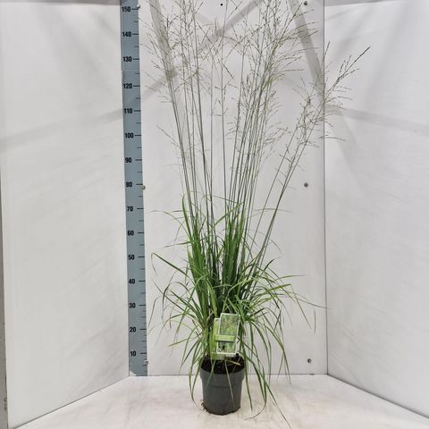 Molinia arundinacea 'Transparent'