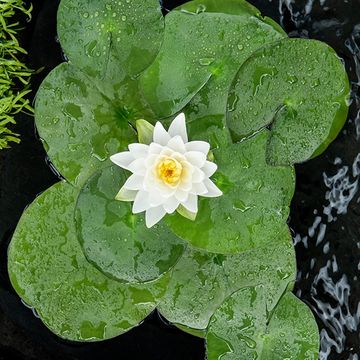 Nymphaea 'Perry's Double White'