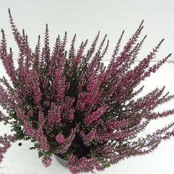 Calluna vulgaris GARDEN GIRLS AMETHYST