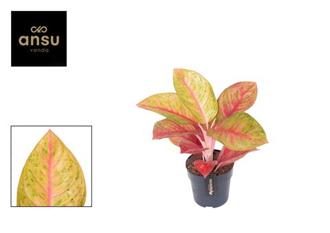 Aglaonema 'Gala Red'