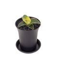 Sansevieria 'Star Canary'