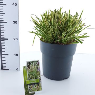Carex morrowii 'Goldband'