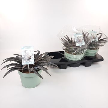 x Mangave 'Moonglow'