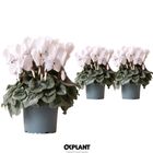 Cyclamen persicum SUPER SERIE S REMBRANDT WHITE