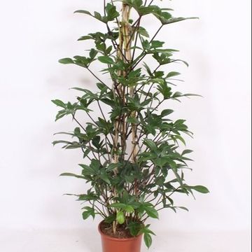 Philodendron pedatum