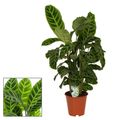 Calathea zebrina