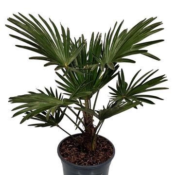 Trachycarpus wagnerianus