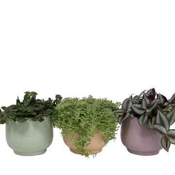 Plantas o interior MIX