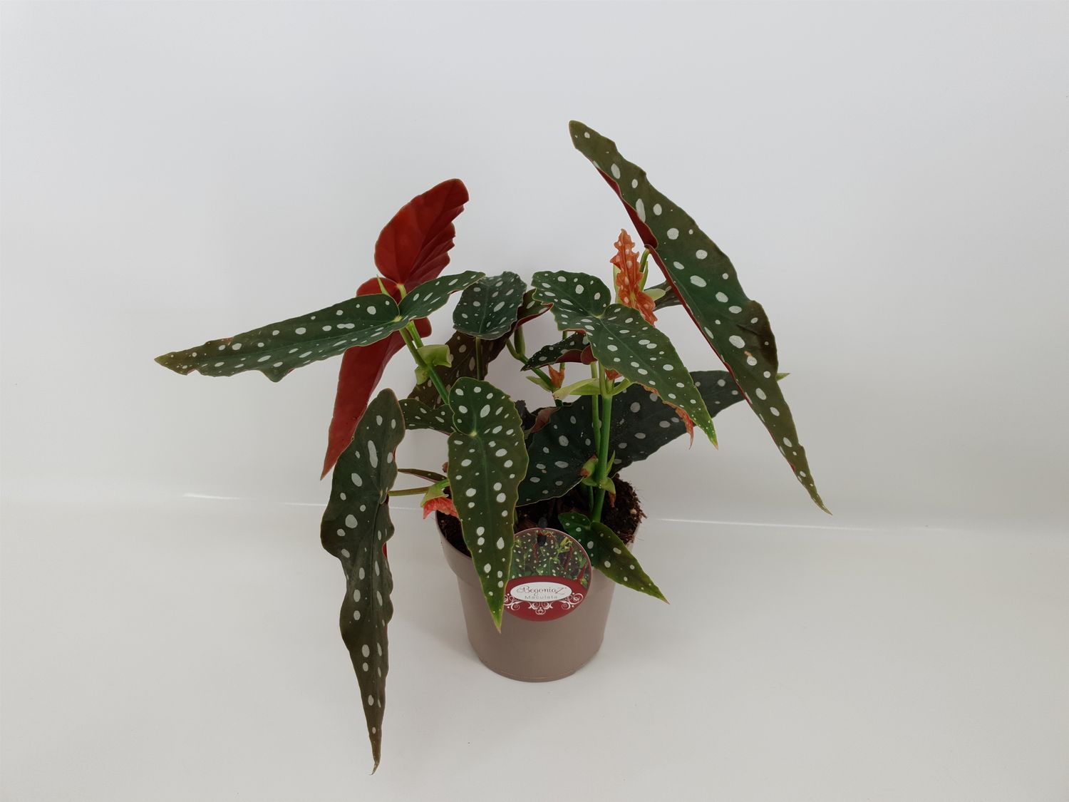 Begonia maculata — Plant Wholesale FlorAccess