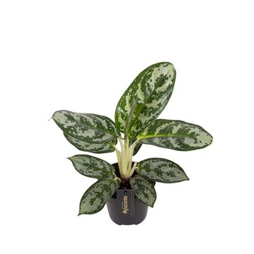 Aglaonema 'Amazon Silver'