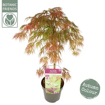 Acer palmatum 'Inaba-shidare'