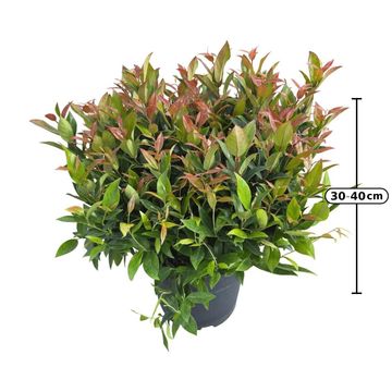 Leucothoe 'Zeblid'