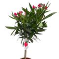 Nerium oleander