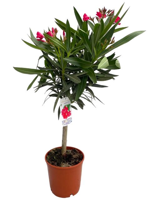 Nerium oleander