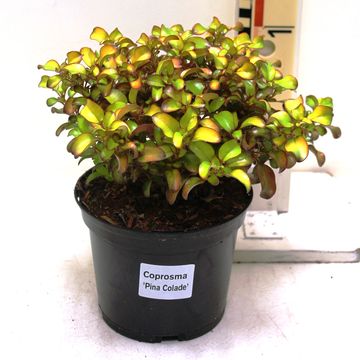 Coprosma repens 'Pina Colada'