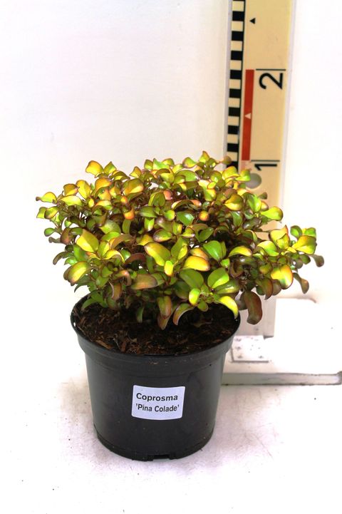 Coprosma repens 'Pina Colada'