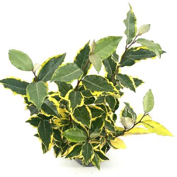 Elaeagnus x ebbingei 'Viveleg'