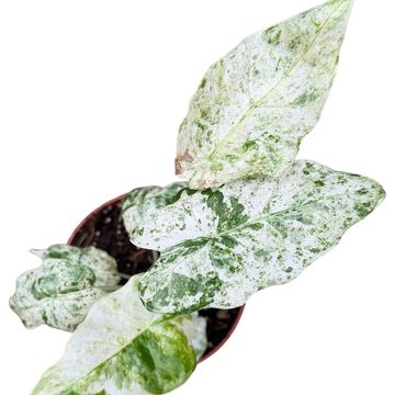 Alocasia odora 'Batik Variegata'