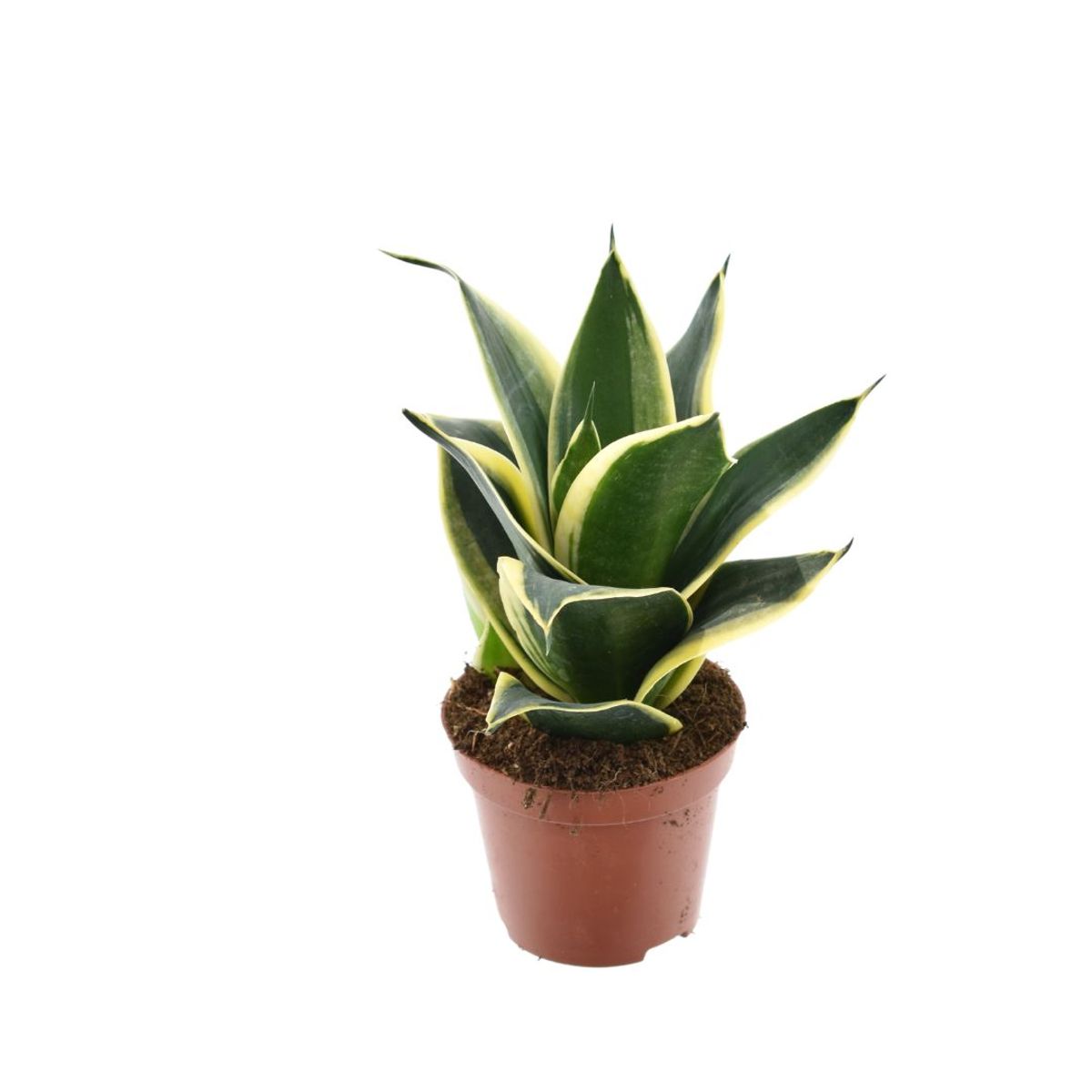 Sansevieria trifasciata BLACK STAR — Plant Wholesale FlorAccess