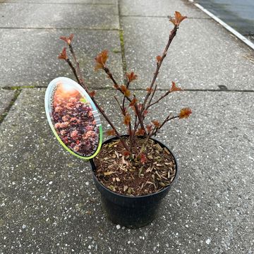 Physocarpus opulifolius LADY IN RED