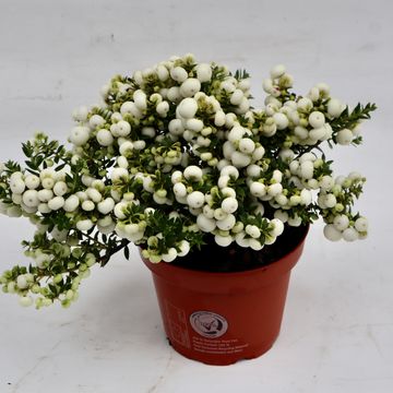 Gaultheria mucronata