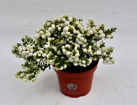 Gaultheria mucronata