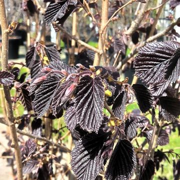 Corylus maxima 'Purpurea'