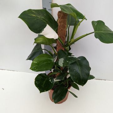 Filodendron 'White Wizard'