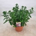 Aster SHOWMAKERS ENDLESS BLUE