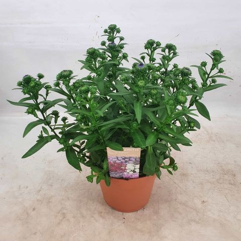 Aster SHOWMAKERS ENDLESS BLUE