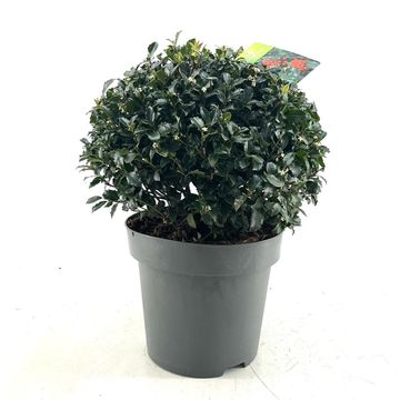 Ilex x meserveae 'Blue Maid'