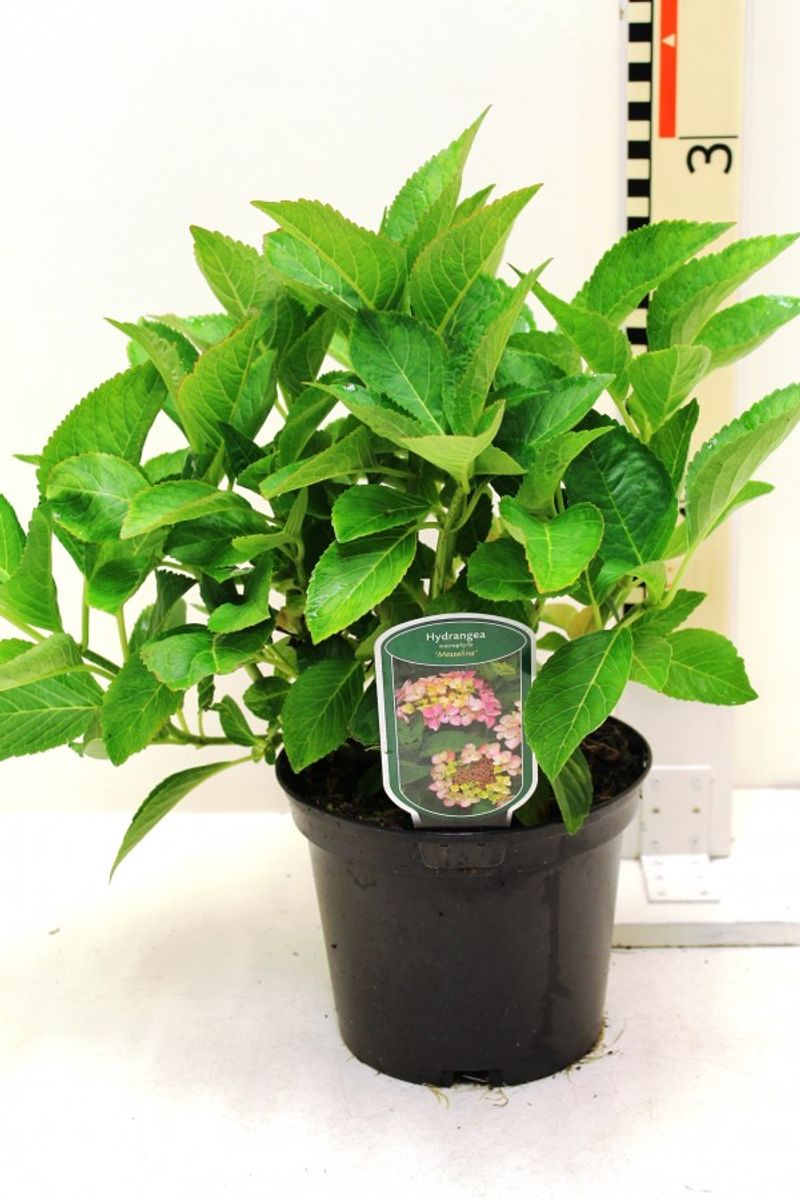 Hydrangea macrophylla 'Messalina' — Plant Wholesale FlorAccess