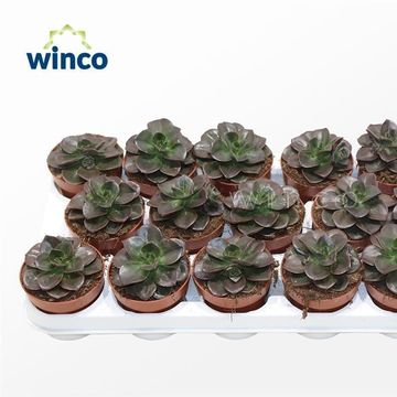 Echeveria 'Melaco'