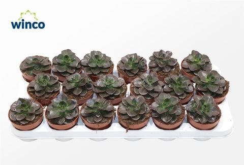 Echeveria 'Melaco'