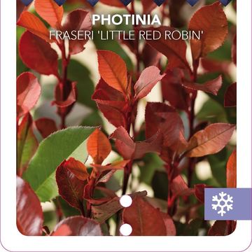 Photinia x fraseri 'Little Red Robin'