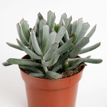 Cotyledon 'Octopus'