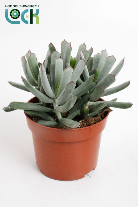 Cotyledon 'Octopus'