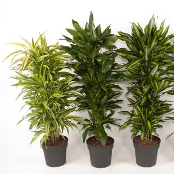 Dracaena MIX