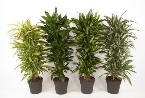 Dracaena MIX