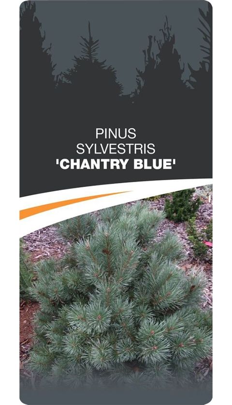 Pinus sylvestris 'Chantry Blue'