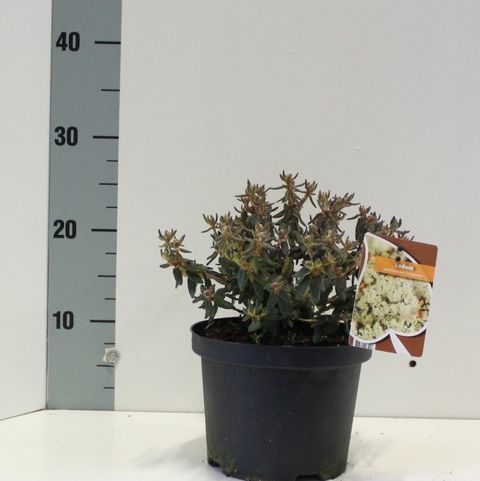 Ledum groenlandicum 'Compactum'